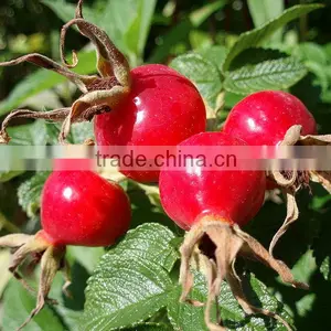 Pure Rosehip Oil Essential Oil for Skin Care thumbnail-1