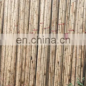Sell Off Reasonable Price 100% Natural Bamboo Premium Quality Standard Size Open for Decoration From Viet Nam thumbnail-3