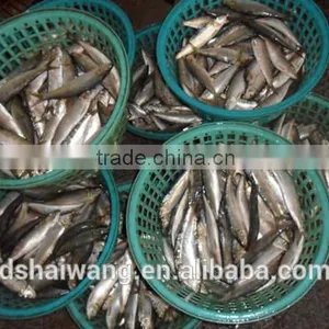 China Exporter Frozen Sardinella Lemuru Fish thumbnail-4