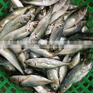 Horse Mackerel Supplier From China With Size 70 -90 g / Pcs thumbnail-3