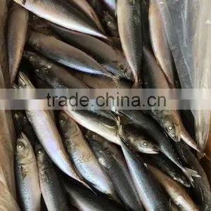 WR Frozen Pacific Mackerel thumbnail-5