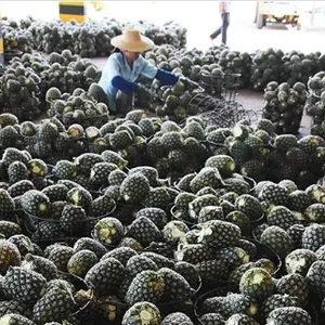 NFC Concentrated Pineapple Juice Processing Machine Production Line thumbnail-3