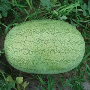 Watermelon Seed Sugar Emperor Hybrid F1 Big Fruit Green Skin thumbnail-1