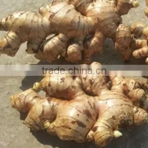Fresh Ginger New Crop 2015 thumbnail-2