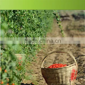 2015's New Crop Organic and Low Pesticide Gojiberry From China Factory thumbnail-4