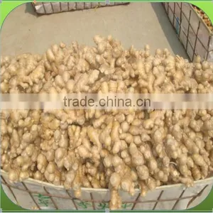 GINGER PRICE IN CHINA thumbnail-4