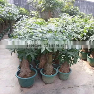 Woody Pachira Aquatica Outdoor Plants Trees and Flowers thumbnail-2