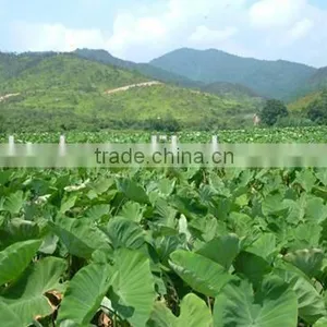 Chinese Dried Taro With Taro Root Plant Photos thumbnail-1