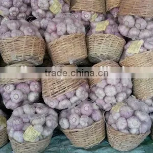 White Garlic thumbnail-5