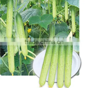 Hybrid High Yield Sweet Fruit Cucumber Seeds for Sale-Silver Dragon thumbnail-1