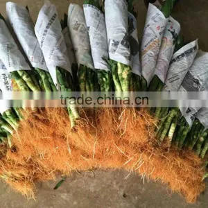Lucky Bamboo thumbnail-1