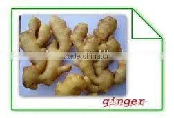 Fresh Ginger thumbnail-1
