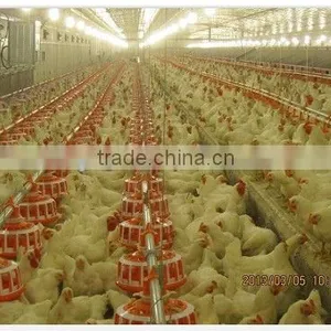 Poultry Automatic Pan Feeding System for Breeders thumbnail-1