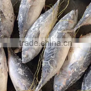 Bonito Tuna/frozen Tuna Fish thumbnail-2