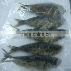 Best Frozen Freezing Marinated Fish thumbnail-1