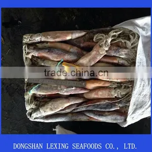 Frozen Illex Squid 200-300g thumbnail-1