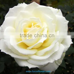 Export Fresh Cut Roses Flowers Tineke Rose Flower From Kunming thumbnail-2