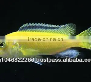 Cichlid Fish Farm for Sale and Export thumbnail-5