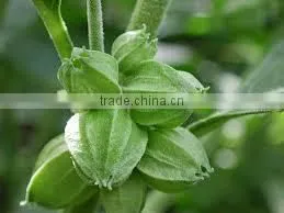 Withania Somnifera thumbnail-4