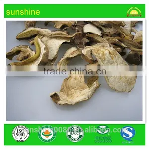 Wild Porcini & Fungus Boletus ,bolete Mushroom thumbnail-1