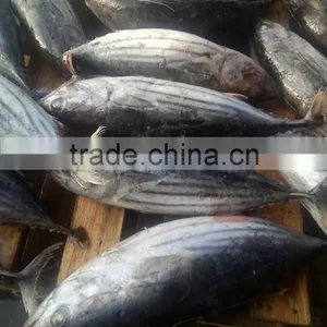 Brine Frozen Skip Jack Tuna Whole Round on Board thumbnail-1
