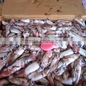 Frozen Squid ( Sleeve-fish ) Whole Round Loligo Squid Fresh Squid for Sale thumbnail-1