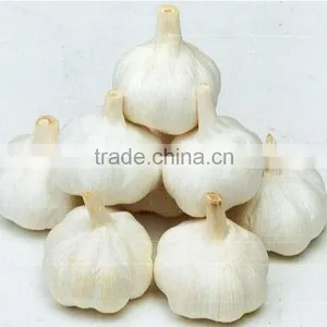 Pure White Garlic thumbnail-2