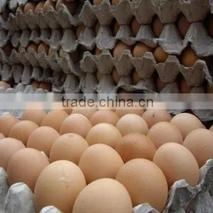 Fresh Chicken Brown and White Eggs thumbnail-1