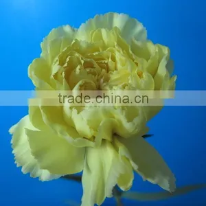 Various Hot-sale Fresh Flower of Green Carnation Flower thumbnail-4