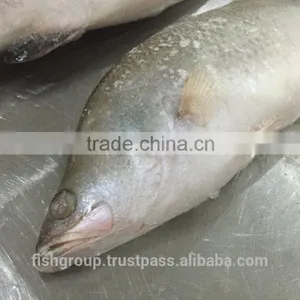 BARRAMUNDI WHOLE ROUND thumbnail-4
