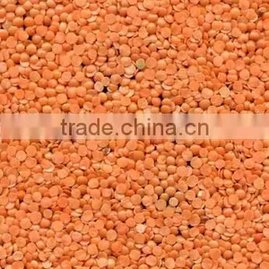 Red Split and Whole Lentils Sortexed Quality thumbnail-1