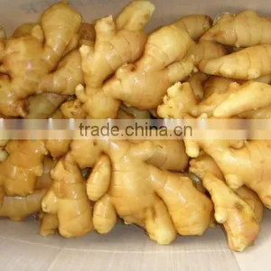Chinese Fresh Ginger Specification thumbnail-1