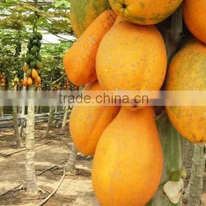 Sale High Germination Chaenomeles Sinensis Seeds Papaya Seeds Fruit Tree Seeds for Planting thumbnail-2