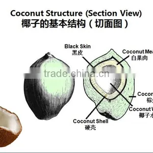 High Quality Newest Cold Pressing Coconut Oil Press Machine For Virgin Coconut Oil thumbnail-4