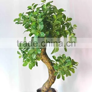 Decorative Pot Trees thumbnail-3