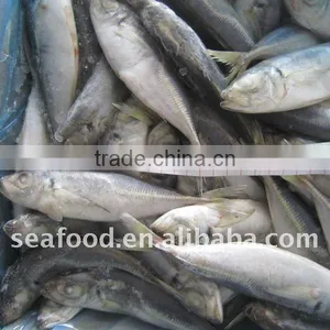 Trachurus Japonicus Frozen Horse Mackerel thumbnail-1