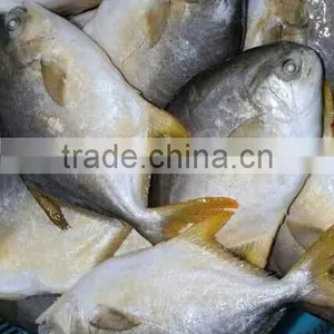 Seafood Gold Pomfret thumbnail-1