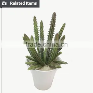 Kazuko Aoki Mini Succulent Plants Buy Direct From China Factory thumbnail-5