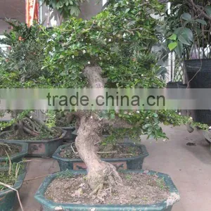 Carmona Microphylla Potted Bonsai thumbnail-1