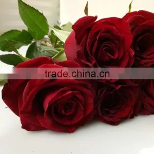 2016 Hot Sale Decorative Rose Flower Valentine's Day Occasion Fresh Cut Rose Flower Single Head thumbnail-5