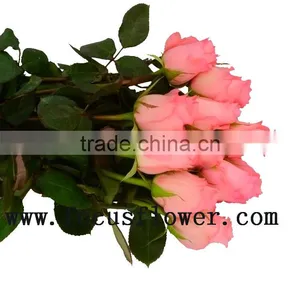 Wholesale Fresh Cut Rose Rose Flowers Diana With 0.8_1.2kg/bundle From Kunming thumbnail-1