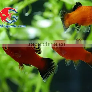 Red Wagtail Platy Bleeding Farm and Export From Thailand thumbnail-1