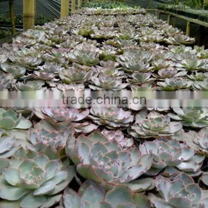 Echeveria Shaviana Pinky Decorative Plants Echeveria, Succulent Plants, Tropical Plants thumbnail-1