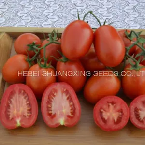 Big Oval Shape Rio Grande Hybrid Tomato Seeds Vegetable Seeds thumbnail-1