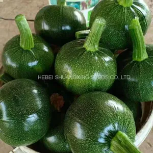 Dark Green Round Shape Hybrid Squash Seeds With Good Package thumbnail-3