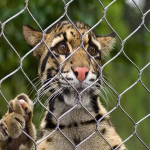 Zoo-specific Ecological Mesh/Tiger Enclosure Mesh/hand-woven Stainless Steel Rope Mesh Factory Direct Hot Sale thumbnail-2