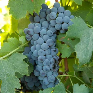 Cabernet Sauvignon Grape Seedling Grape Vines thumbnail-1