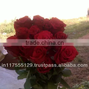 Valentine Rose thumbnail-1