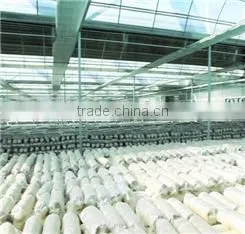 Artificial Cultivation Mushroom,Bulk Dried Shiitake Mushrooms,Medical Mushroom thumbnail-4