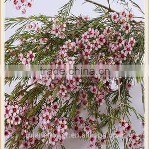 the Most Beautiful Fresh Wintersweet Flower to Export thumbnail-1
